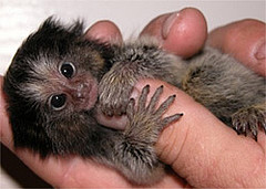 PYGMY MARMOSETS PYGMY MARMOSETS